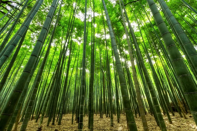 Irrigazione a goccia per la canna di bambù gigante: tutti i benefici